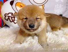 柴犬币今日最新价格行情走势-第1张图片-链上币闻