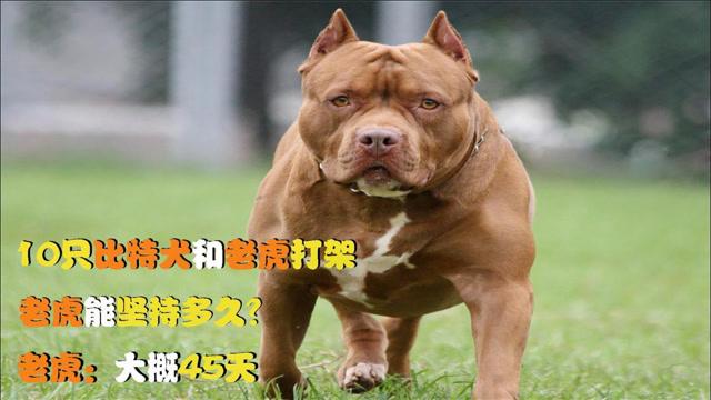 比特犬老虎打架-第1张图片-链上币闻